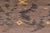 Moroccan Rustic Gray/Rust Wool & Silk Rug - 5'8'' X 8'1'' For Sale - Image 4 of 10