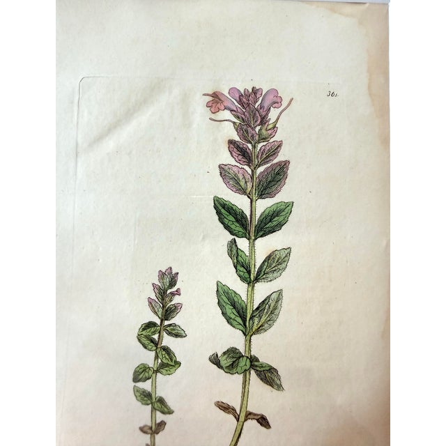 Set of 7 Antique Botanical Prints, Early 1800s, Authentic Curtis and Sowerby For Sale - Image 10 of 12