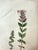 Set of 7 Antique Botanical Prints, Early 1800s, Authentic Curtis and Sowerby For Sale - Image 10 of 12