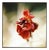 Paul Cooklin, Wallflower, Edition of 50 For Sale