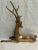 1960s Vintage Cast Brass Reclining Stag From Sigma Tastesetter For Sale - Image 5 of 12