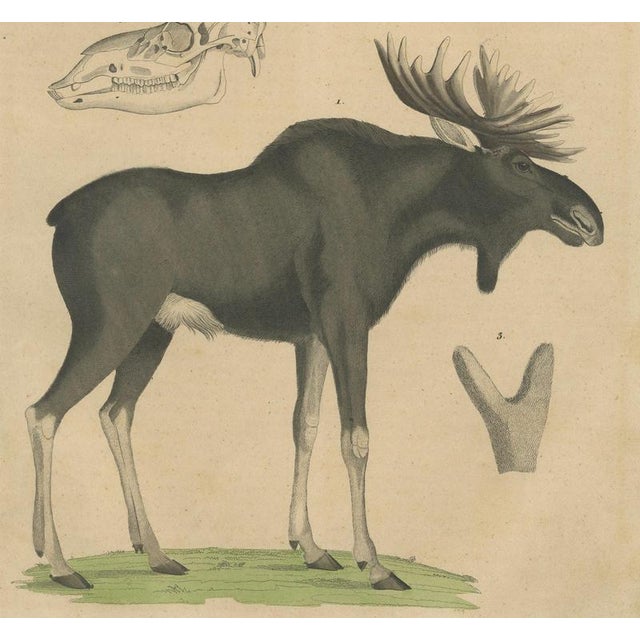 C. Schach, Moose / Eurasian Elk & Antler Anatomy, 1845, Lithograph For Sale - Image 4 of 9