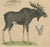 C. Schach, Moose / Eurasian Elk & Antler Anatomy, 1845, Lithograph For Sale - Image 4 of 9