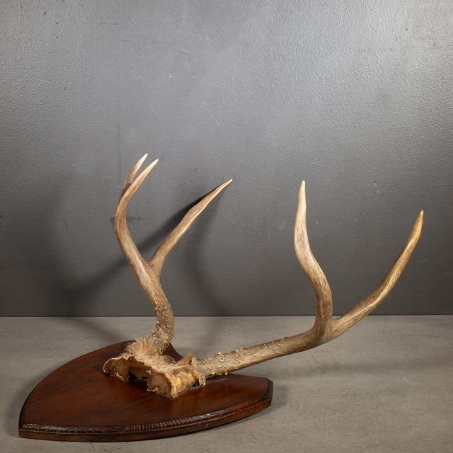 ABOUT Vintage mounted dear antlers on a wooden plaque. CREATOR c.1940-1970. DATE OF MANUFACTURE Unknown. MATERIALS AND...