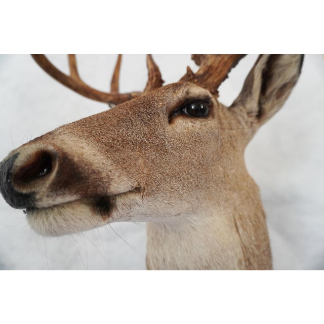 Whitetail Deer 9 Point Mount Head and Bust For Sale - Image 9 of 18