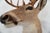Whitetail Deer 9 Point Mount Head and Bust For Sale - Image 9 of 18