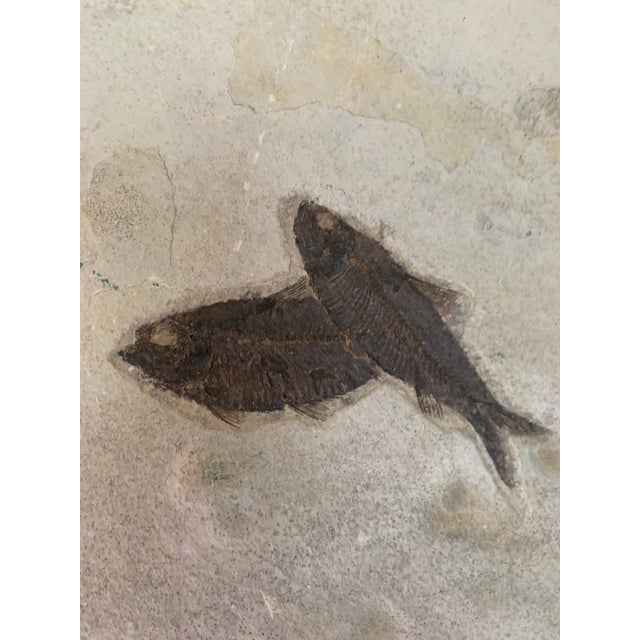 Contemporary 50,000,000 Yr Old Large Diplomytus and Cockerellites Fish Fossil Plate For Sale - Image 3 of 6