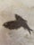 Contemporary 50,000,000 Yr Old Large Diplomytus and Cockerellites Fish Fossil Plate For Sale - Image 3 of 6