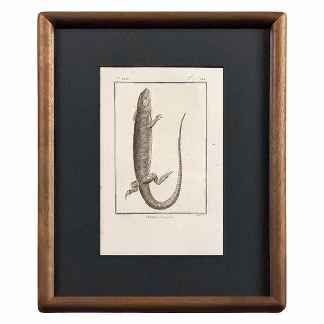Early 19th Century Early 19th Century Cabinet of Curiosities, Set of 9 | Buffon Natural History Engravings of Spiders, Insects & Reptiles For Sale - Image 5 of 11