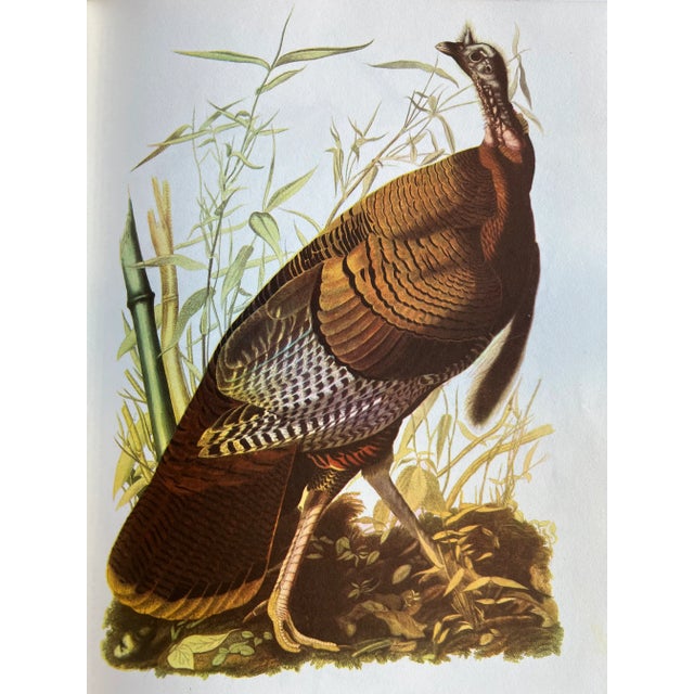 The Birds of America by John James Audubon, 1961, 3rd Print For Sale - Image 12 of 12