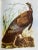 The Birds of America by John James Audubon, 1961, 3rd Print For Sale - Image 12 of 12