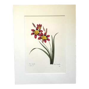 Vintage Pierre-Josephe Redouté Print in 14x18 Mat- Ixia tricolore Ixia Tricolor