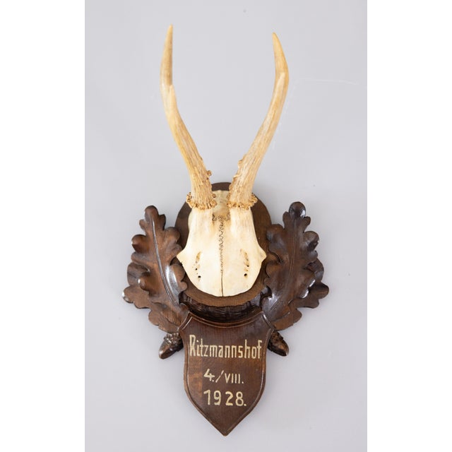 Wood Black Forest Roe Deer Antlers Hunting Trophy 1928 Mount For Sale - Image 7 of 7