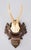 Wood Black Forest Roe Deer Antlers Hunting Trophy 1928 Mount For Sale - Image 7 of 7