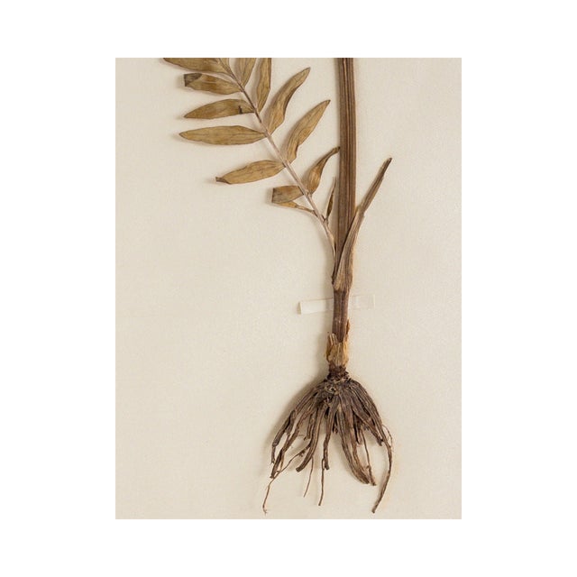 Rustic European Antique Finnish Herbarium - Valerian, Circa 1909 For Sale - Image 3 of 6