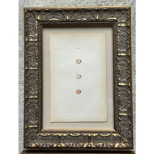 Vintage Book Prints of Eggs - Set of 3 For Sale - Image 4 of 12