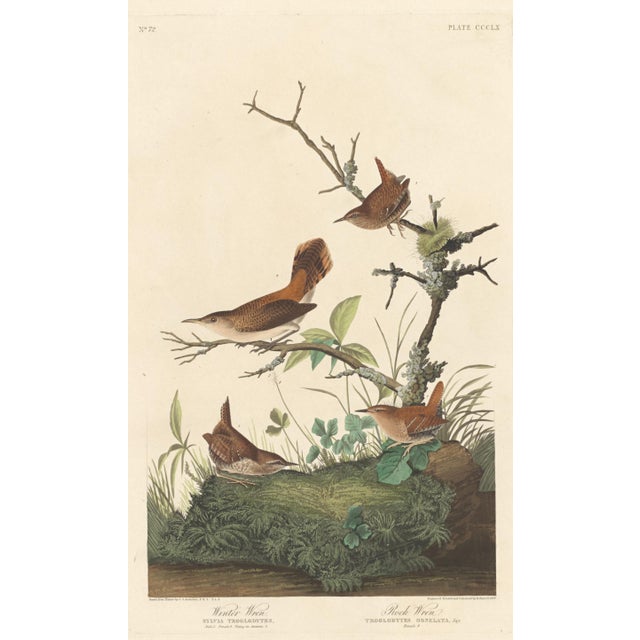 Collection of 4 Vintage 1966 John James Audubon Bird Reproduction Prints 8.5" X 12.75" For Sale - Image 9 of 17