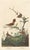 Collection of 4 Vintage 1966 John James Audubon Bird Reproduction Prints 8.5" X 12.75" For Sale - Image 9 of 17