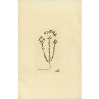 Curtis, Botany Illustration of Euphorbia Exigua, 1817, Print For Sale