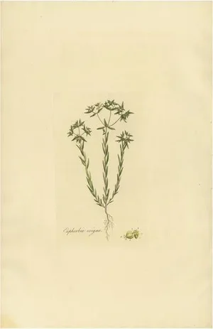 Curtis, Botany Illustration of Euphorbia Exigua, 1817, Print