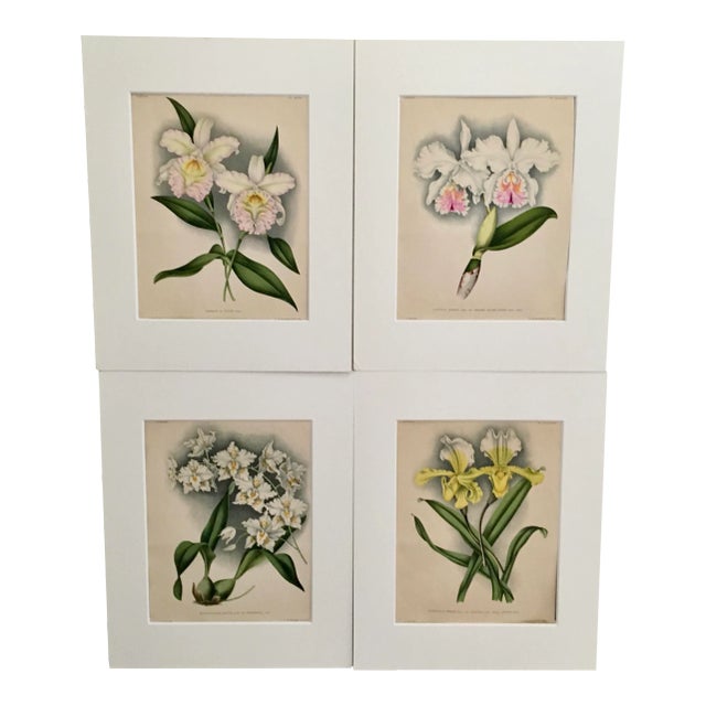Vintage Botanical Chromo Lithographs - Set of 4 For Sale