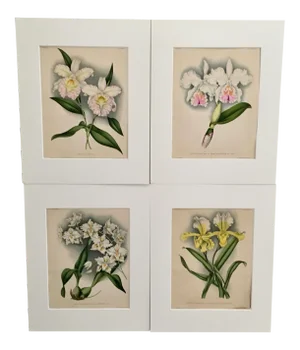 Vintage Botanical Chromo Lithographs - Set of 4