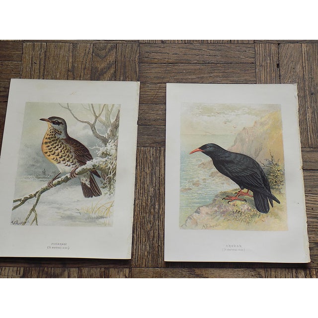 This set of authentic antique 19th century chromolithographs (each color laid in with a separate lithographic stone)...