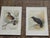 This set of authentic antique 19th century chromolithographs (each color laid in with a separate lithographic stone)...