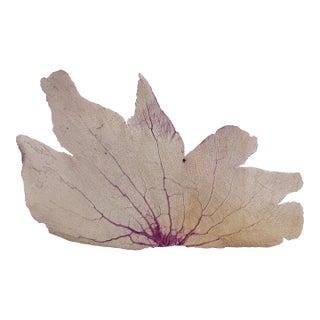 Giant Natural Sea Fan 42 X 26 For Sale