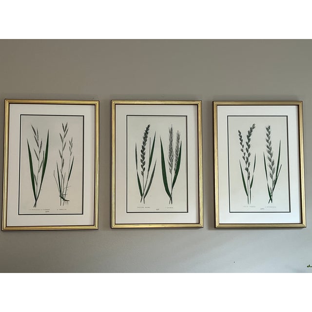 This is a beautiful set of 3 vintage style framed English botanical grass prints. These 3 giclée grass prints are high...