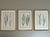 This is a beautiful set of 3 vintage style framed English botanical grass prints. These 3 giclée grass prints are high...