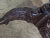 Brown Baker Stately Home Chippendale Mahogany Pie Crust Table Claw and Ball Feet For Sale - Image 8 of 11