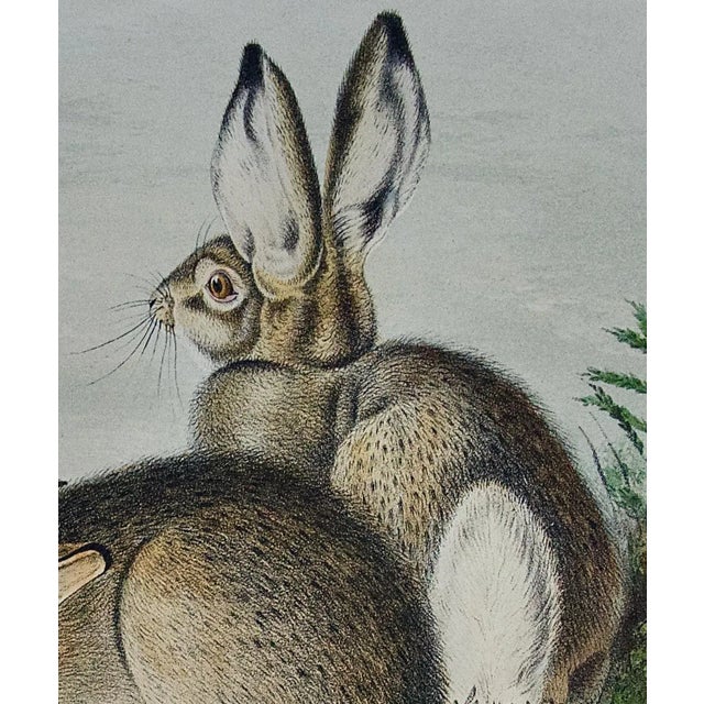 Mid 19th Century Townsend's Rocky Mountain Hare: An Original Audubon Hand-Colored Lithograph, 1849-1854 For Sale - Image 5 of 5