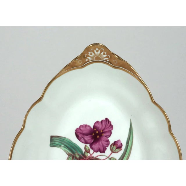 Illustration Spode Porcelain Botanical Specimen Dish With a Spiderwort Plant After William Curtis For Sale - Image 3 of 6