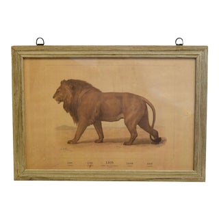 Vintage French Framed Zoological Print of a Lion For Sale