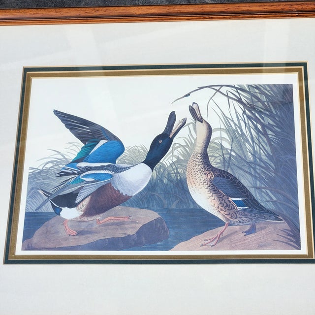 A beautifully framed duck print created after the work of John James Audubon, depicting a Northern Shoveler pair (male and...