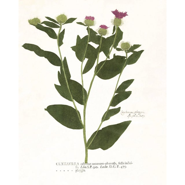 Antique White Reproduction Antique Botanical Print Set of 6 With Pink Flowers - 16 X 20" For Sale - Image 8 of 8