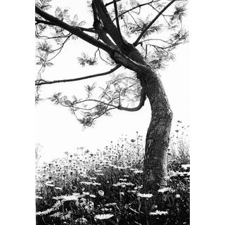 Field of Daisies Photo by Garo 1970s For Sale