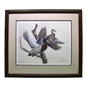 1980s Mallards in Flight