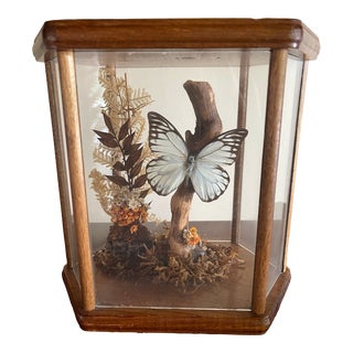 Vintage Taxidermy Butterfly Still Life For Sale