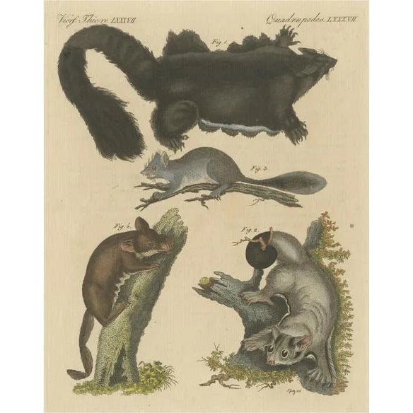 Bertuch, Illustration of Didelphis Species Opossum, Flying Squirrel and More, Print For Sale