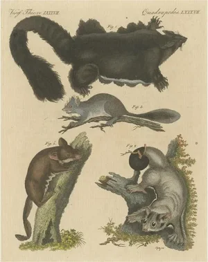 Bertuch, Illustration of Didelphis Species Opossum, Flying Squirrel and More, Print