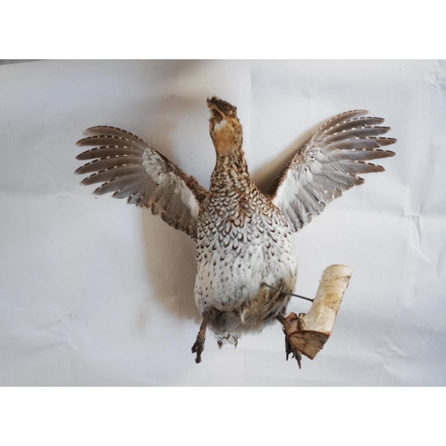 Taxidermy Pheasant Hen With Wood Accent For Sale - Image 4 of 7