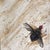 Splat by Cindy Shih | Ink and acrylic on ground depicting a fly on textured surface. For Sale