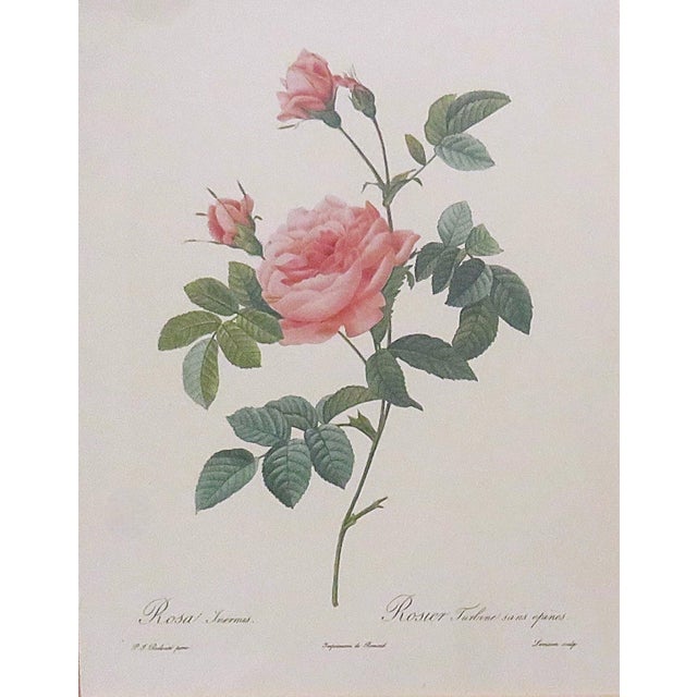 FREE SHIPPING ANYWHERE IN THE CONTINENTAL US! This is a set of gorgeous vintage French botanical prints by P. J. Redoute....