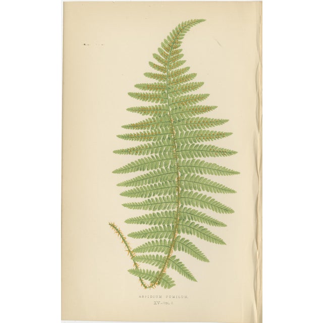 Aspidium Filix-Mas Series Fern Prints, 1868, Paper, Set of 3 For Sale - Image 3 of 5
