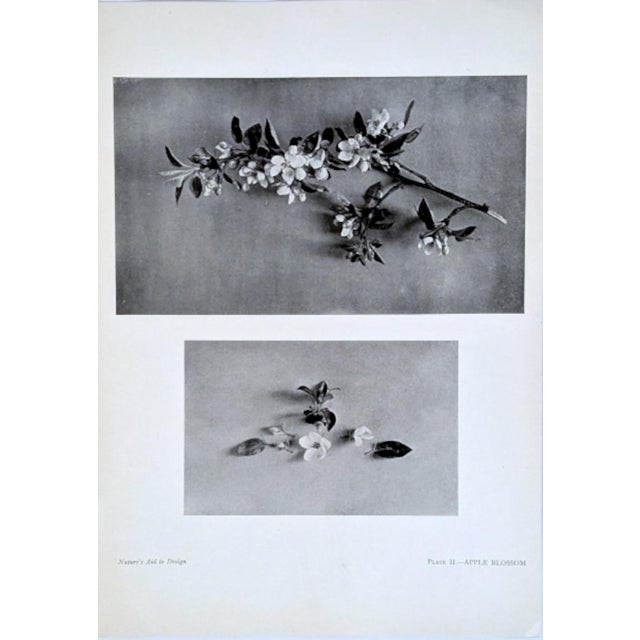 Set of 12 Antique Botanical Photogravure Plates From the First Edition of Nature's Aid to Design (1907) For Sale - Image 9 of 13