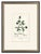 An authentic early 19th-century botanical engraving attributed to renowned French botanist and illustrator Pierre Jean...