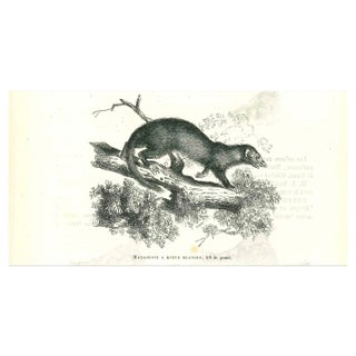 Paul Gervais, Mangouste a Queue Blanche, Lithograph, 1854 For Sale