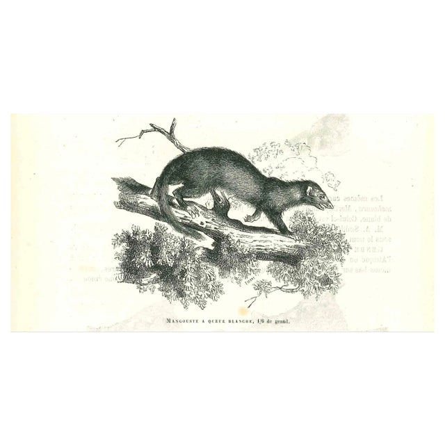 Paul Gervais, Mangouste a Queue Blanche, Lithograph, 1854 For Sale